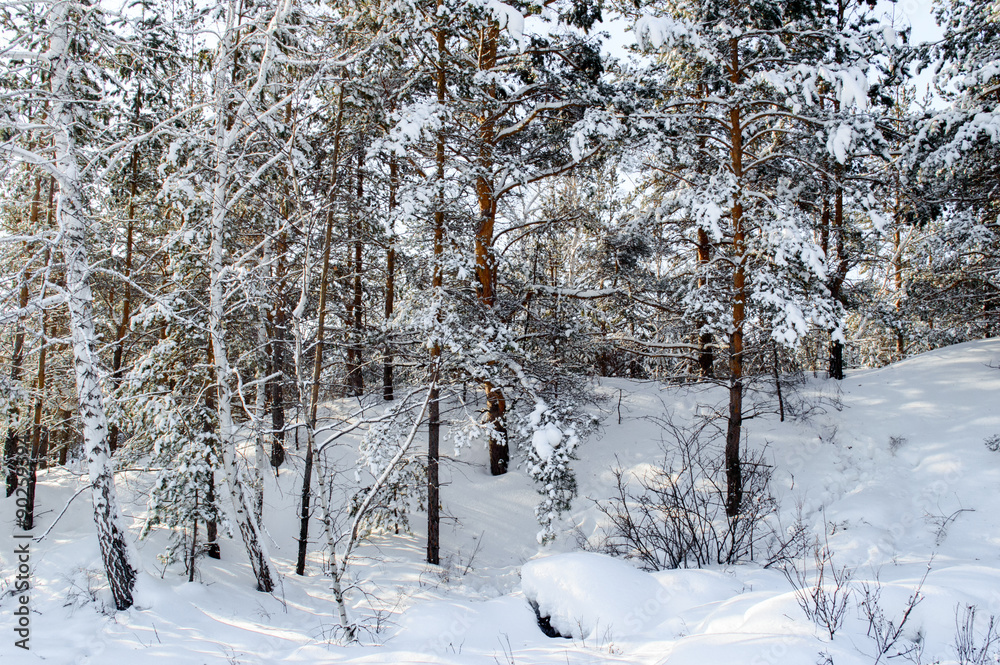 Birch and pine forest Birch and pine forest
