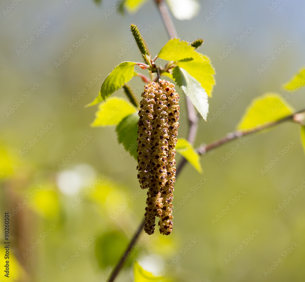 Fototapeta premium flowers on the birch tree in nature