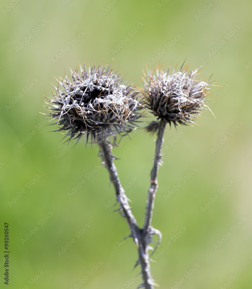 Dry prickly plant in nature