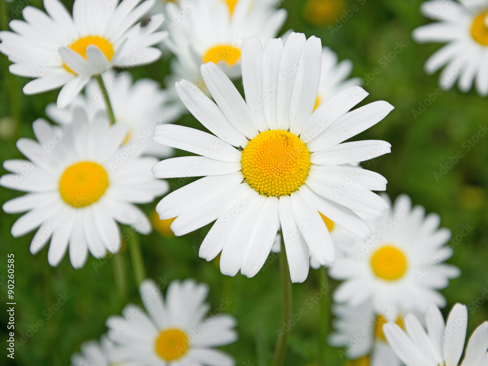 Fototapeta premium Margeriten - Leucanthemum