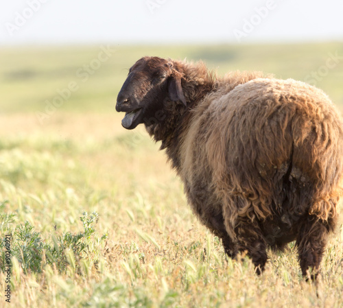 sheep in the pasture