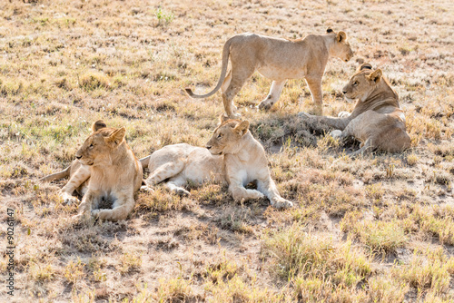 Lions  in Serengeti