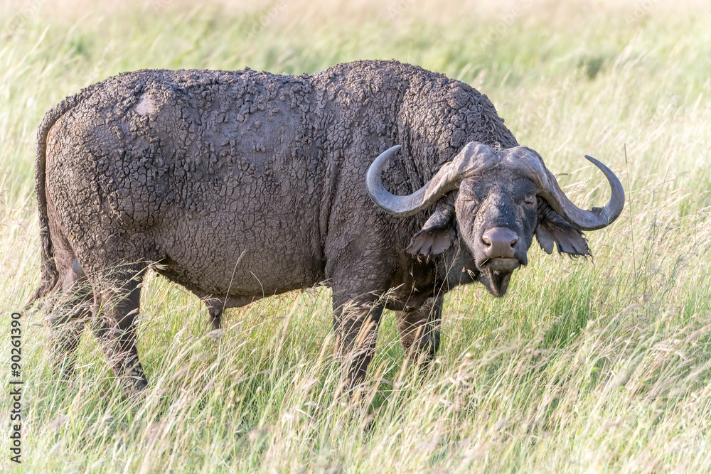 Obraz premium African Buffalo in Serengeti Cape Buffalo)