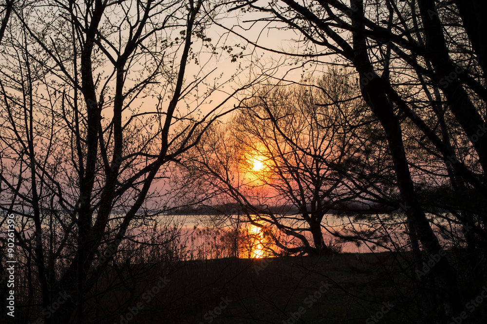  Sunset and tree silhouette in the forest