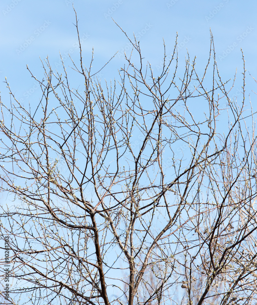 Obraz premium leafless tree branches against the blue sky