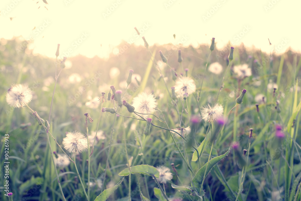 Obraz premium Vintage photo of Abstract nature background with wild flowers and plants dandelions