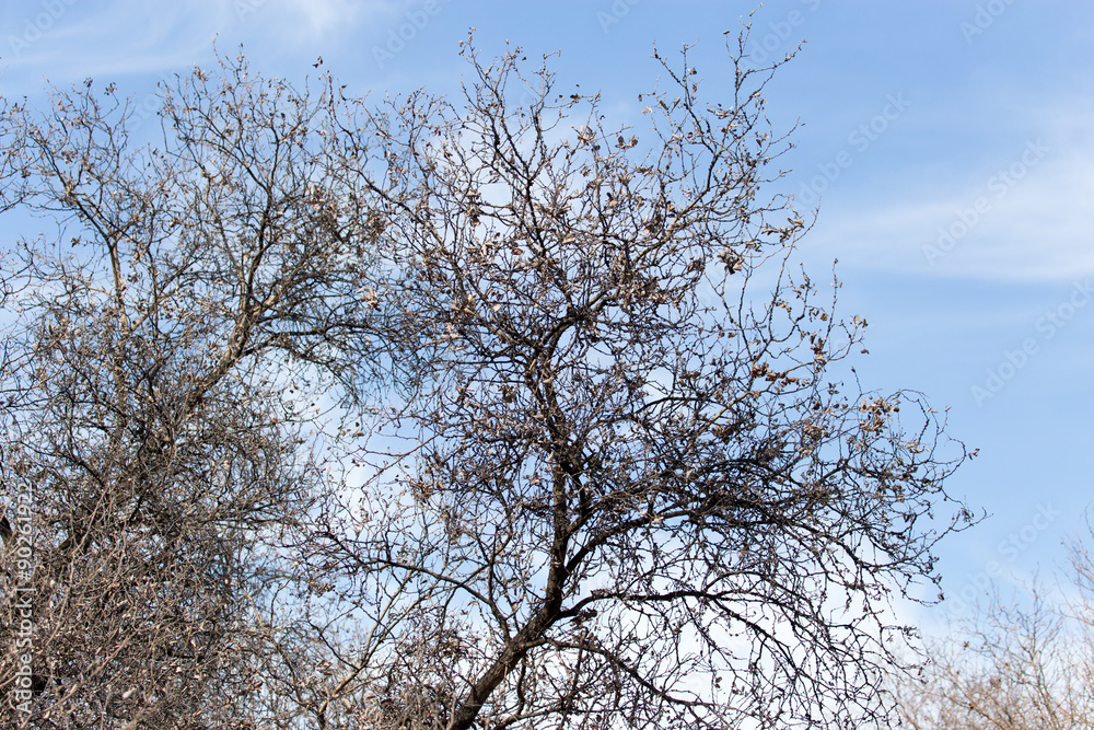 leafless tree branches against the blue sky leafless tree branches against the blue sky