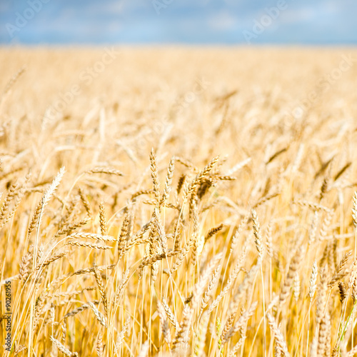Wheat Field with Blue Sky and White Clouds