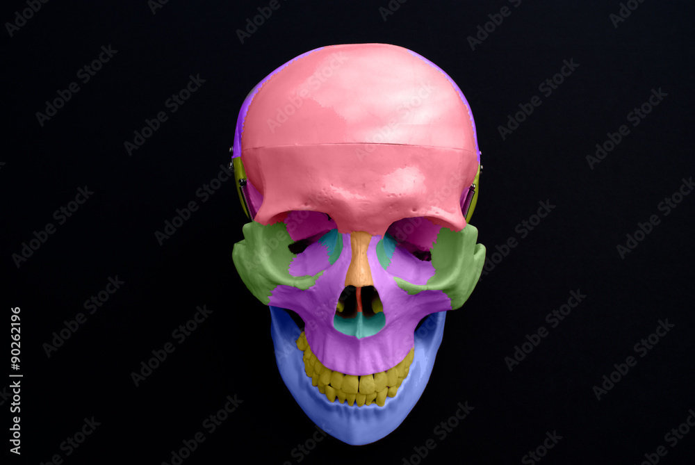 Obraz premium Skull Bone Anterior View 