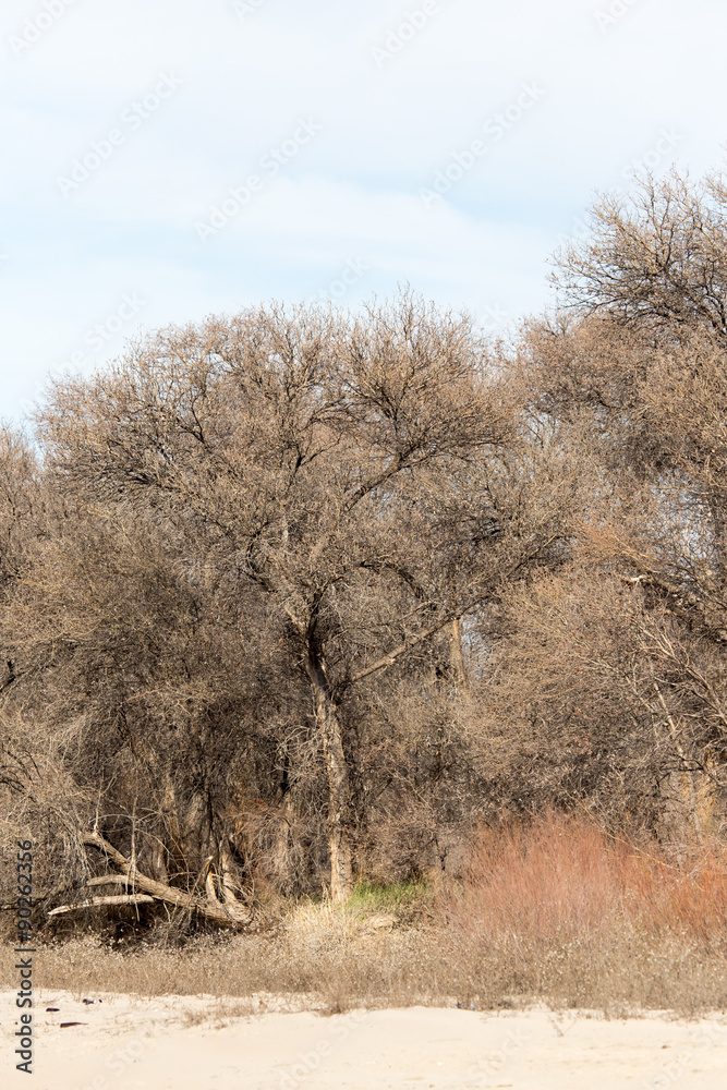 Fototapeta premium leafless tree branches against the blue sky