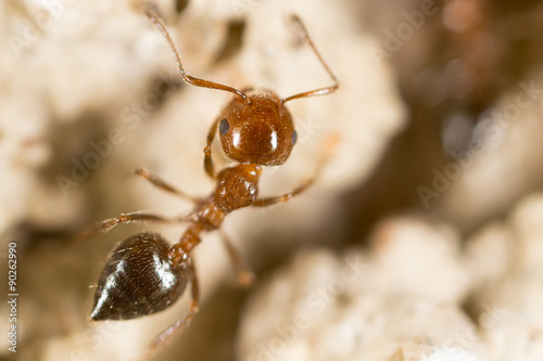 Ant. close © schankz