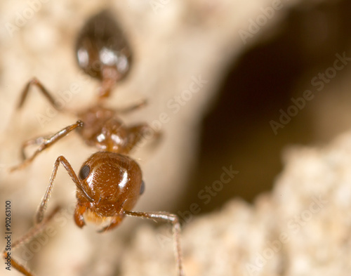 Ant. close © schankz