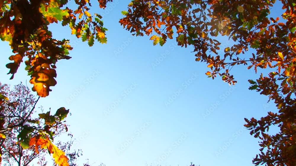 Branches With Leaves In Autumn Colours On Blue Sky Background Branches With Leaves In Autumn Colours On Blue Sky Background