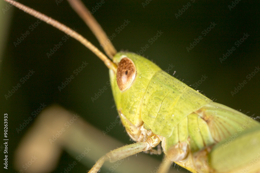 Grasshopper. super macro Grasshopper. super macro