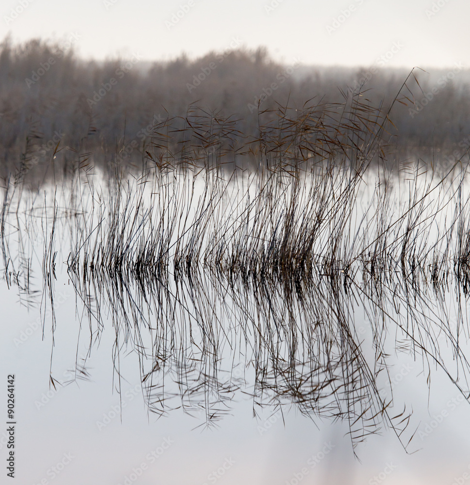 Obraz premium a lake with reeds at dawn in the autumn