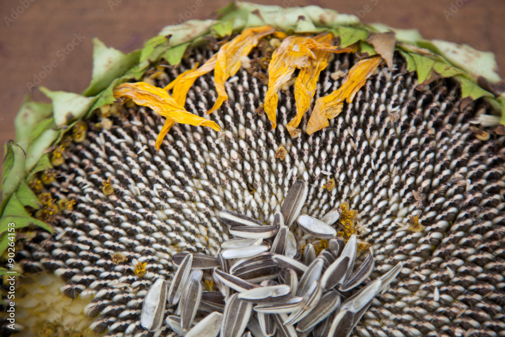 Naklejka premium nadjedzony słonecznik