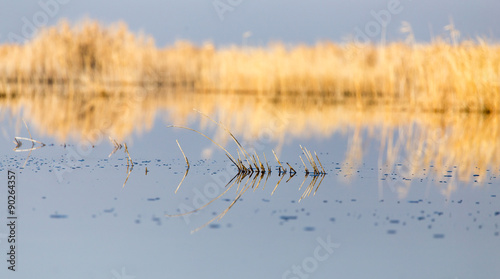 a lake with reeds at dawn in the autumn