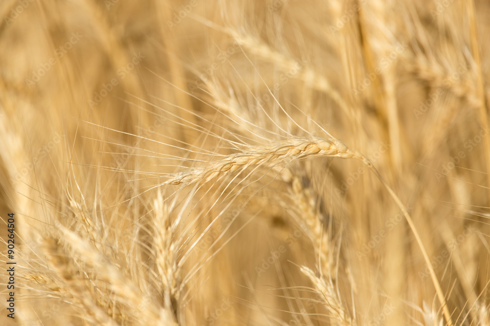 ears of wheat on the nature ears of wheat on the nature