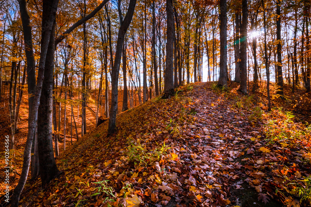 Autumn Forest Background. Picturesque Scene with Inviting Copy Space. Autumn Forest Background. Picturesque Scene with Inviting Copy Space.