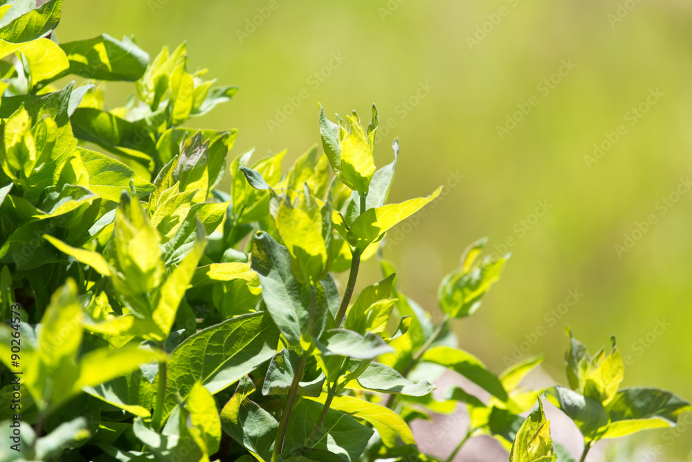 Fototapeta premium beautiful leaves on the bush in the spring nature