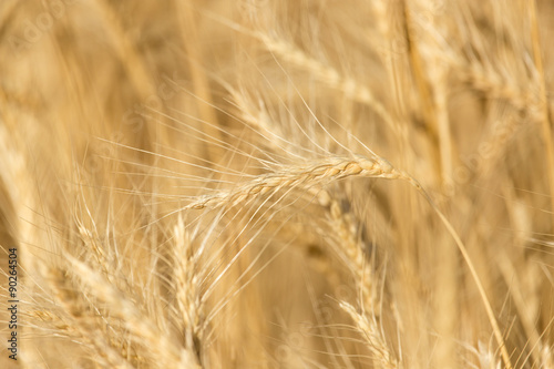 ears of wheat on the nature