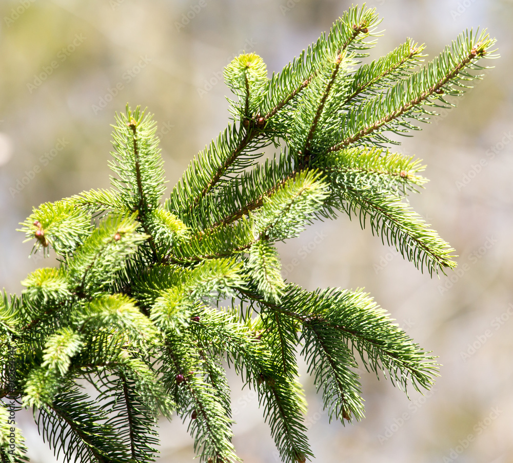 Fototapeta premium spruce branch on the nature