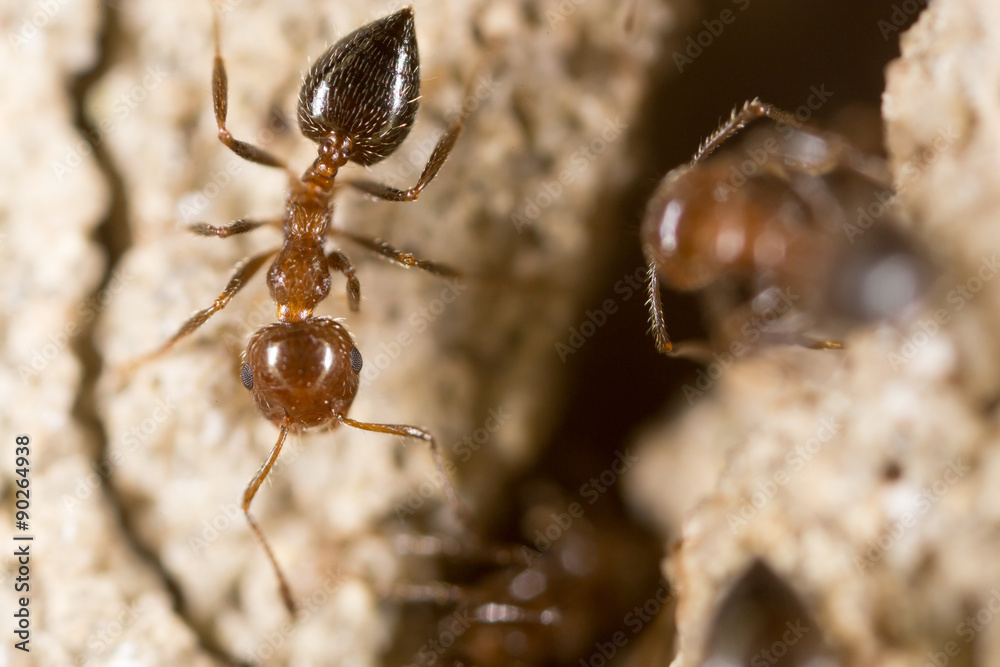 ant on the ground. Super Macro ant on the ground. Super Macro