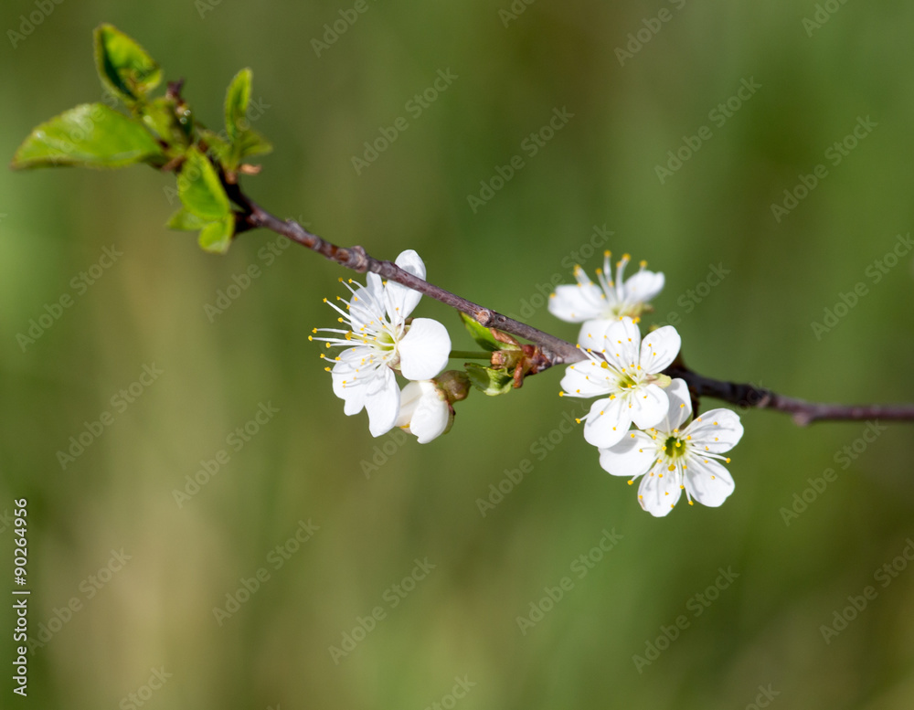 white flowers on the tree in nature white flowers on the tree in nature