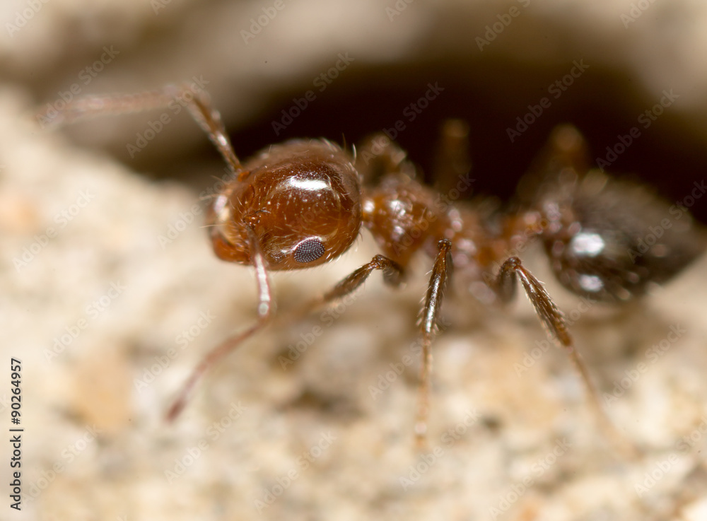 ant on the ground. Super Macro