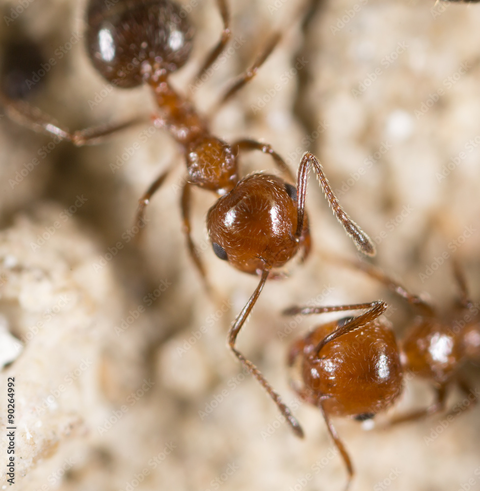 ant on the ground. Super Macro