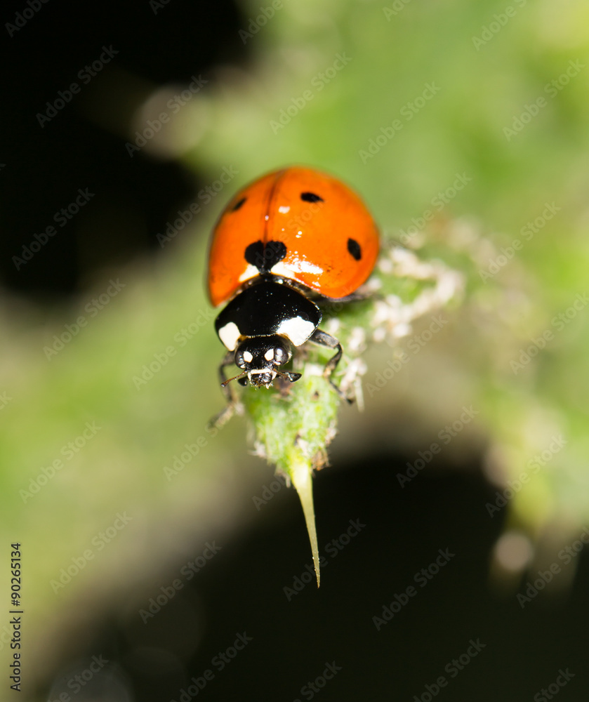 Obraz premium ladybird on nature. close