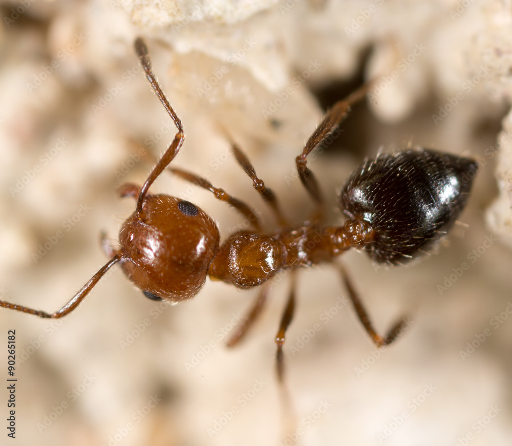 Fototapeta premium ant on the ground. Super Macro