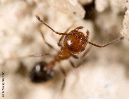 ant on the ground. Super Macro © schankz