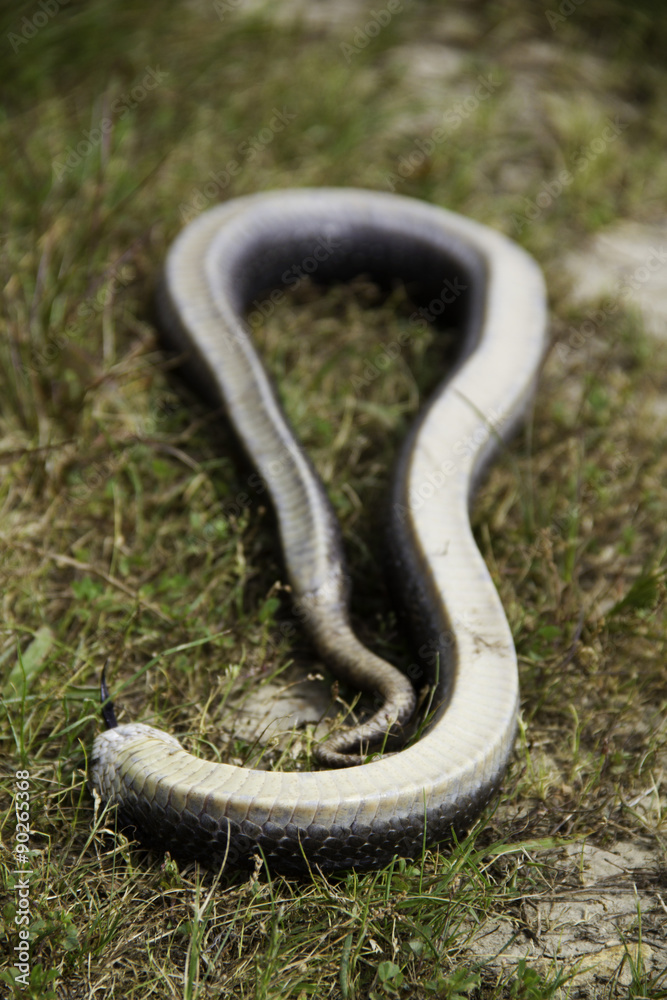 Fototapeta premium Hognose snake playing dead