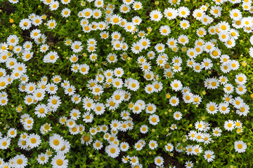 Papier peint photo Marguerites Prairie de marguerites ensoleillée  © photo47