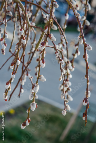 Blooming Willow. Salix caprea. Close up. Selective focus.