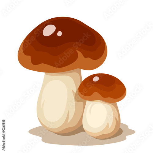 Two cep mushrooms. Vector illustration.