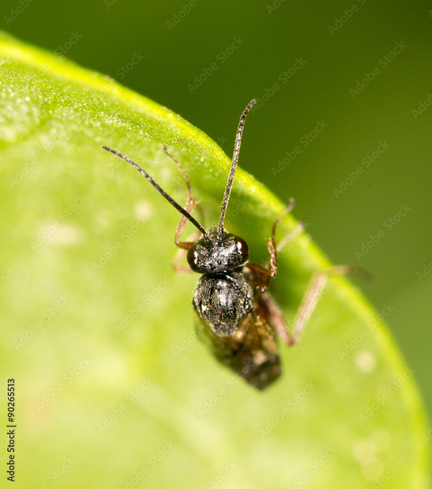 fly on a green leaf in nature. close-up fly on a green leaf in nature. close-up