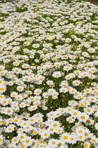 Fototapeta Naklejka Na Ścianę i Meble -  daisy garden background