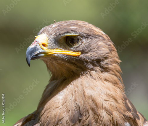 Portrait of an eagle in nature