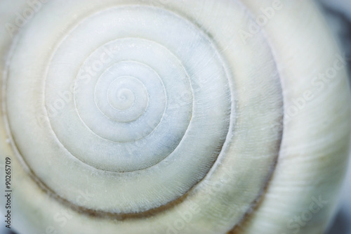 Spiral seashell background