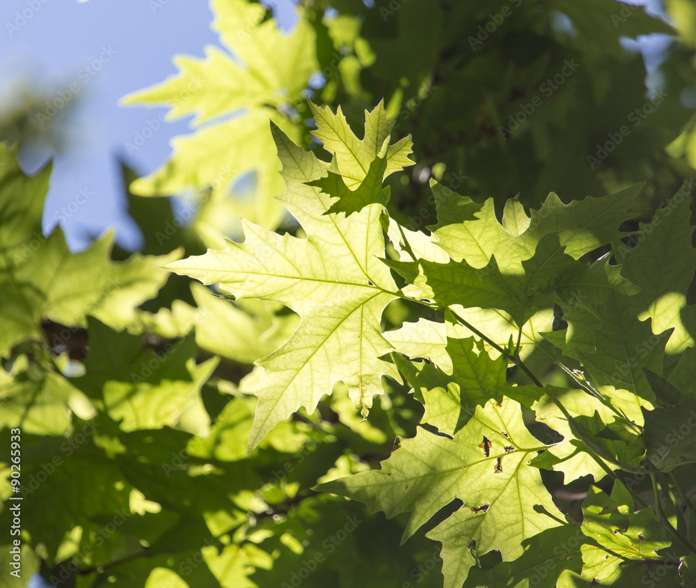 Beautiful maple leaves in nature Beautiful maple leaves in nature