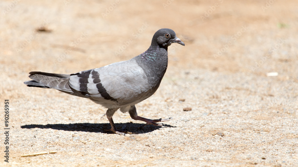 Obraz premium dove on the ground