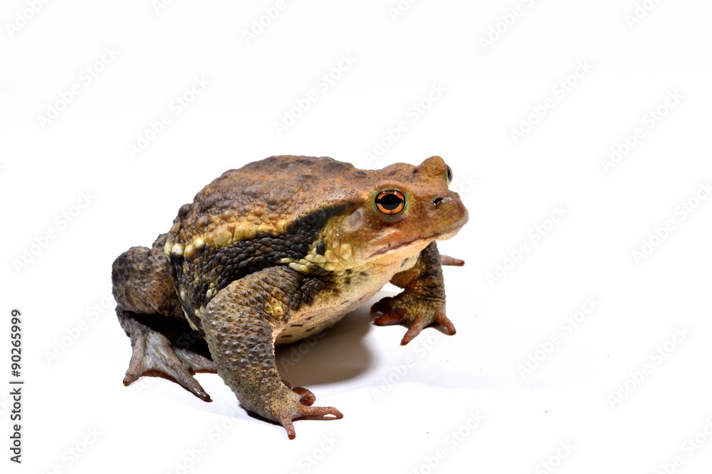 アズマヒキガエル アズマヒキガエル