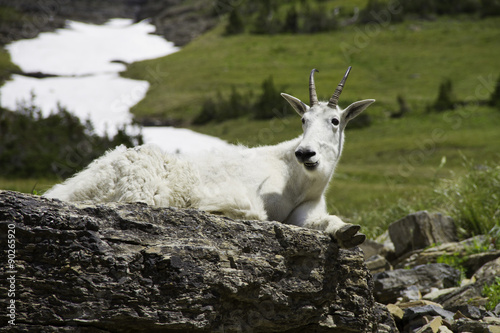 Mountain goat sitting on rocks