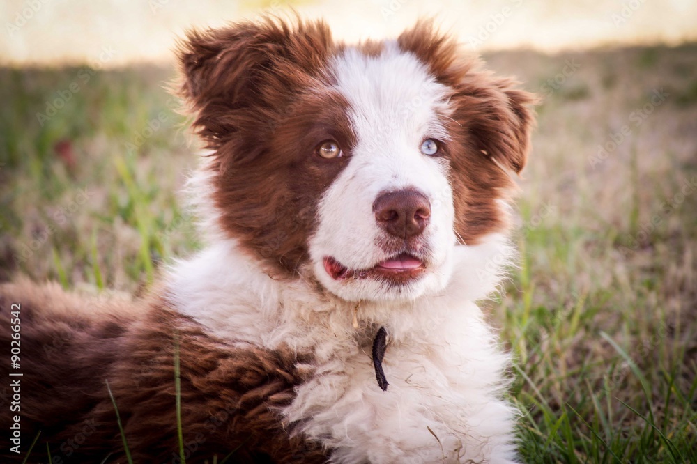 Perro border Collie marrón de cuatro meses