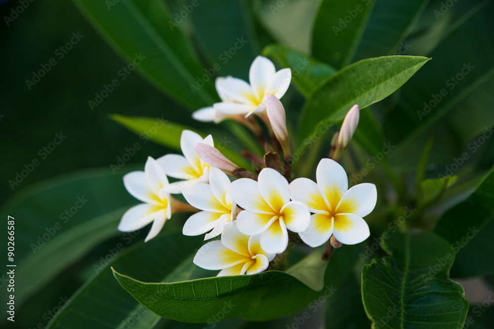 white and yellow plumeria frangipani flowers with leaves white and yellow plumeria frangipani flowers with leaves