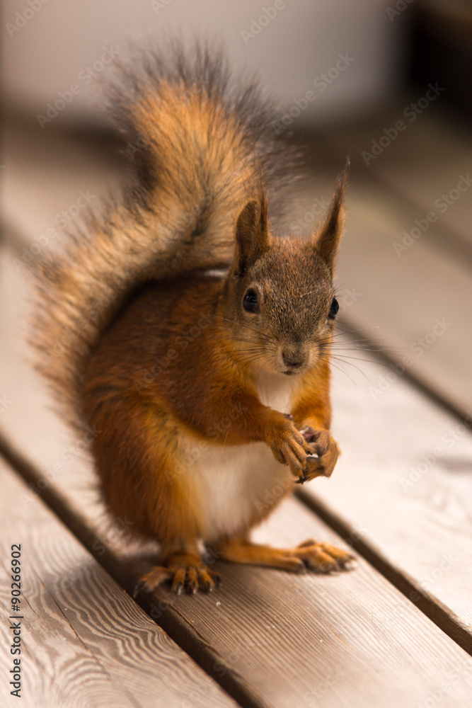 Fototapeta premium Белка