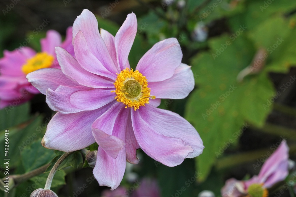 Fototapeta premium Anemone japonica