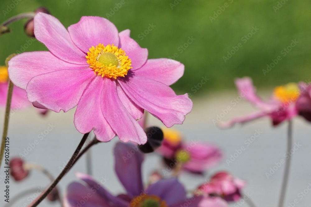 Obraz premium Anemone japonica